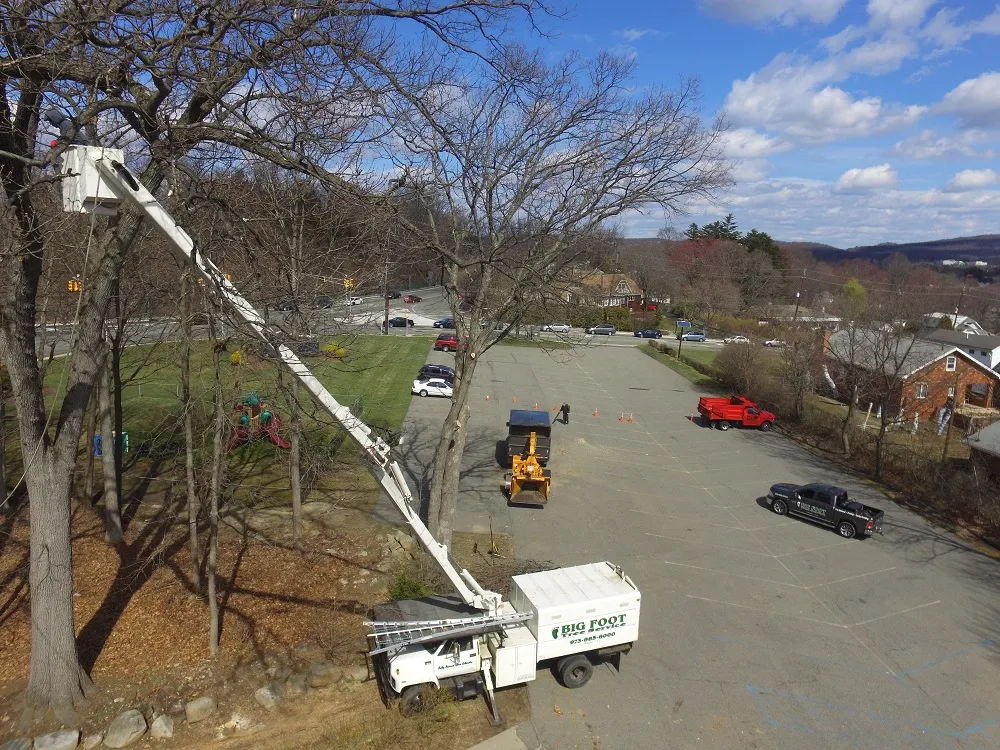 Crane Services For Tree Removal and Trimming