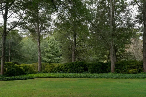 After You Remove a Tree, Consider Replacing It