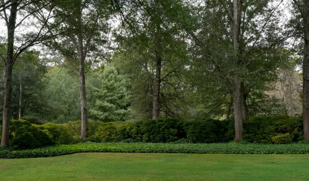 After You Remove a Tree, Consider Replacing It