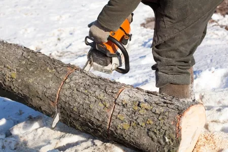 Can You Remove Trees in the Winter?