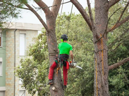 How Tree Root Systems Impact Your Foundation and Hardscaping