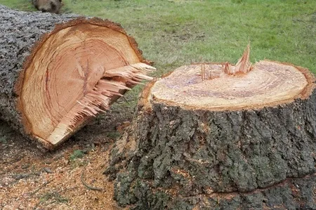 5 Reasons to Remove a Tree Stump From Your Yard