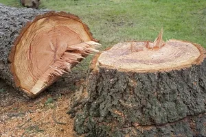 Stump Removal