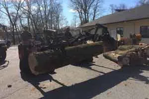 Tree Removal