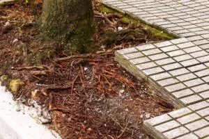 How Tree Roots  Affect Underground Utilities