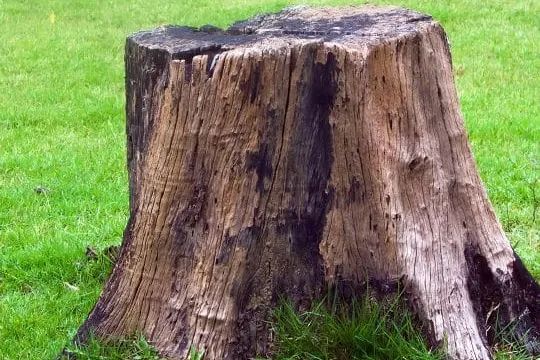 Do Tree Stumps Grow?
