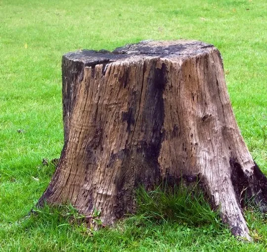 Do Tree Stumps Grow?