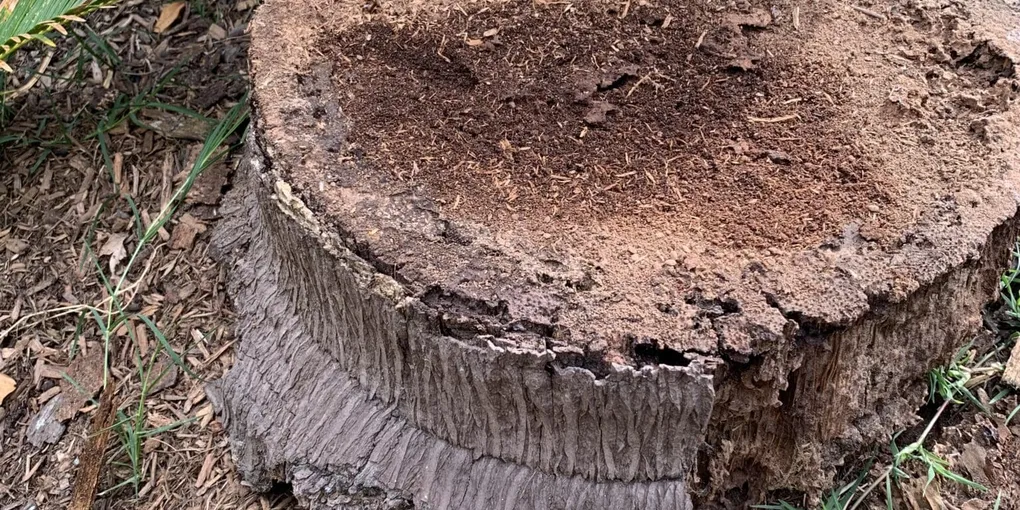 Can Tree Stumps Cause a Termite Problem?