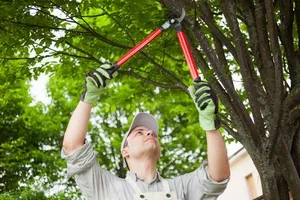Tree Trimming
