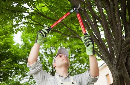 Tree Trimming and Pruning Services