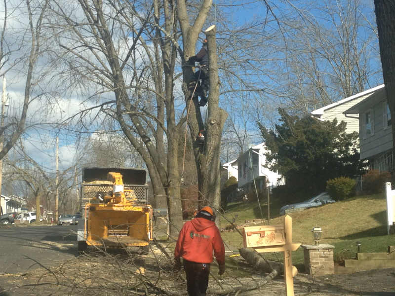 Tree Trimming & Stump Removal in New Jersey Big Foot Tree Service