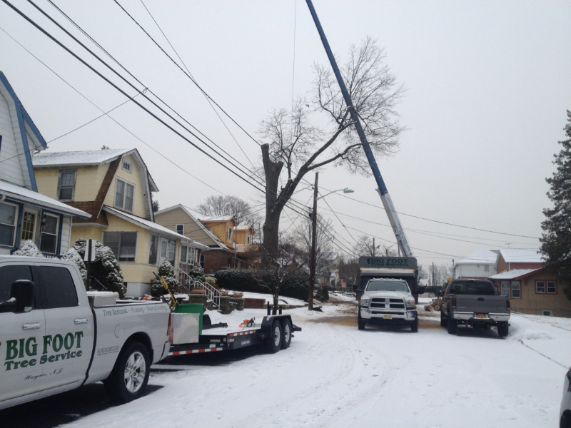 Tree Trimming & Stump Removal in New Jersey Big Foot Tree Service