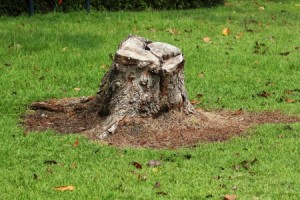 Tree Stump Removal