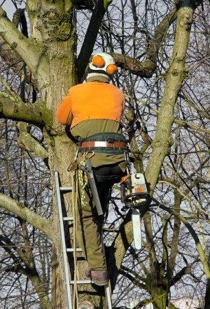 Optimizing Trees: Routine Pruning Practices Optimizing Trees: Routine Pruning Practices