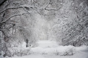 Winter Storm Damage