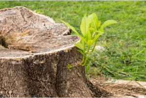 Tree Stump 