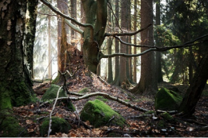 Tree Stumps