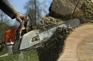 Tree Stump Removals