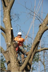 Cutting Down Trees 