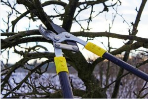 Pruning Trees