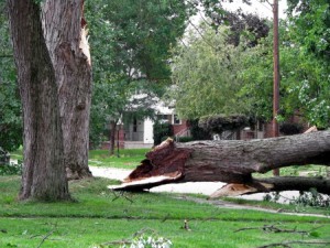 tree fallen down from storm damage