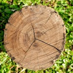 tree stump removal and the benefits