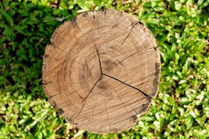tree stump removal and the benefits