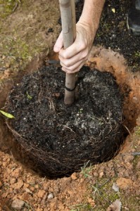 Planting tree away from your house