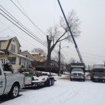 tree removal in the winter