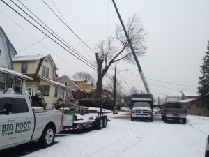 tree removal in the winter