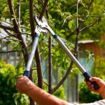 Tree care and maintenance on property