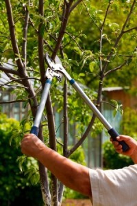 Tree care and maintenance on property