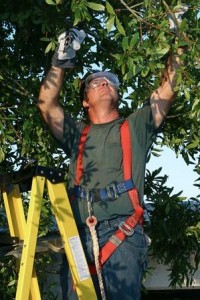 Tree Care Operator 