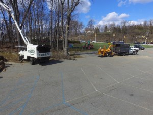 big foot tree service workers removing trees