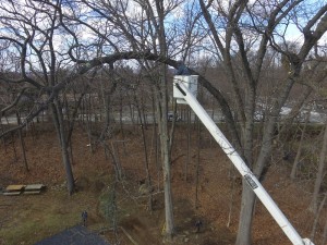 big foot tree service worker trimming tree