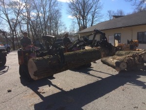 tree trunk cut into sections