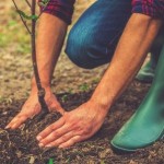 Planting Trees in the Summer