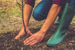Planting Trees in the Summer