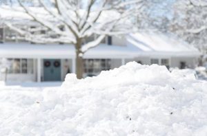 Ice on Trees and Shrubs