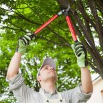 Pruning Trees