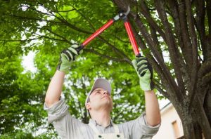 Pruning Trees