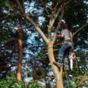 Have Your Trees Professionally Trimmed This Spring