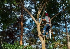 Trimming Trees