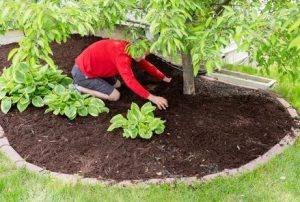 Mulching around trees