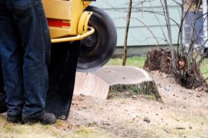 Grinding Tree Stump