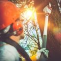 Tips for Selecting the Right Tree Removal Company