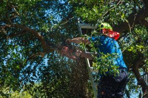 Trimming Trees