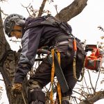 Tree Consultations