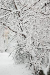 Ice on Trees