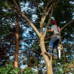 Tree Care Services in Spring